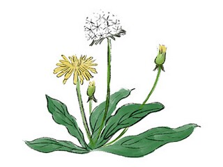 哪句诗句写了芒种的节气