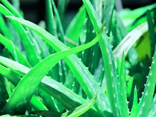 夏季清晨的优美段落_关于夏季的优美段落