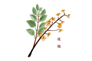 描写桃花的优美诗句白居易_描写桃花的优美诗句