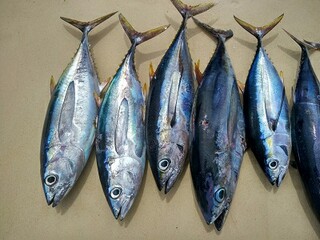防冻防凝措施最新总结_防冻措施和应急预案
